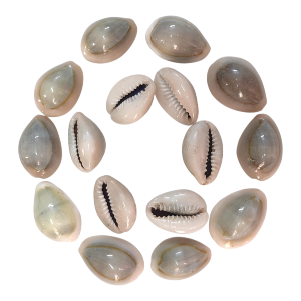 AREMBI Natural Cowrie for Lakshmi and Diwali Pooja, Kaudi/Kauri/Pallankuzhi Shozhi.